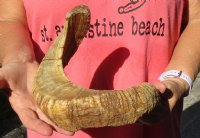 Sheep Horn 21 inches measured around the curl $21