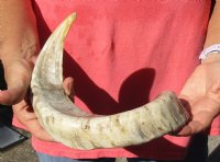 Polished Sheep Horn 18 inches measured around the curl $25 