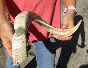 Polished Sheep Horn 23 inches measured around the curl $28 