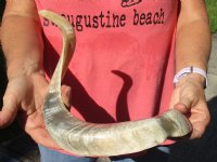 Polished Sheep Horn 23 inches measured around the curl $28 