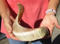 Polished Sheep Horn 20 inches measured around the curl $25