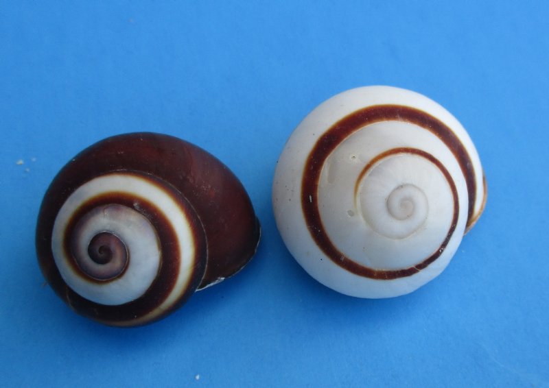 Striped Land Snails (hel roissyanna) 1 to 11/2 for Hermit Crab Homes
