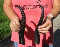2 pc lot of African male springbok horns 11 and 12 inches for $17/lot