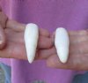 2 piece lot of Alligator Teeth 2-1/4 and 2-1/2 inches long from Louisiana gators (You are buying the teeth shown) for $20/lot