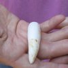 One Alligator Tooth 3 inches long from a Florida gator (You are buying the tooth shown) for $15