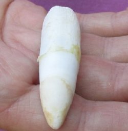 One Alligator Tooth 3 inches long from a Florida gator for $15