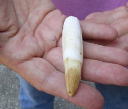 One Alligator Tooth 3-1/2 inches long from a Florida gator for $22