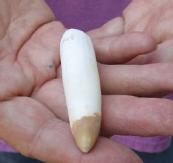 One Alligator Tooth 3-1/4 inches long from a Florida gator for $20