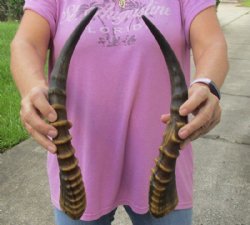 Matching Pair of male Blesbok horns, 16 inches for $30/pair