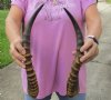 Matching Pair of male Blesbok horns, 16 inches. You are buying the 2 horns shown for $30/pair
