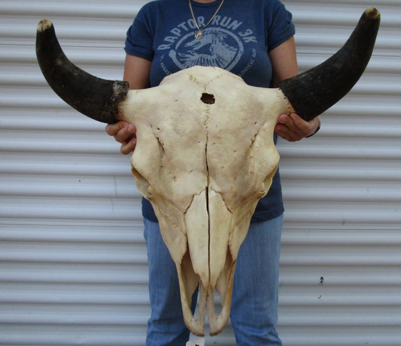 North American bison skull for sale