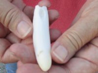 One Alligator Tooth 3 inches long from a Florida gator for <font color=red>Special Price $10</font>