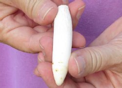 One Alligator Tooth 3 inches long from a Florida gator for $18
