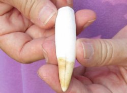 One Alligator Tooth...