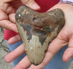 One Huge Megalodon Fossil Shark Tooth (Carcharocles megalodon) measuring 5 inches long for $150.00