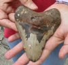 One Huge Megalodon Fossil Shark Tooth (Carcharocles megalodon) measuring 5 inches long - You are buying the one in the picture for $150.00