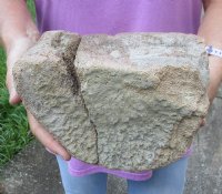 Fossil Whale Vertebra bone (repaired) measuring approximately 8 x 6 inches for $40