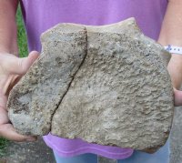 Fossil Whale Vertebra bone (repaired) measuring approximately 8 x 6 inches for $40