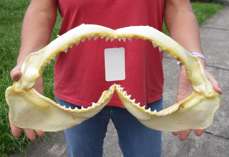 Dusky (Carcharhinus Obscurus) shark jaw for sale