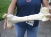 15-1/4 inch Water Buffalo femur (Bubalus bubalis) leg bone - Review all photos - you are buying the buffalo leg bone pictured for $20
