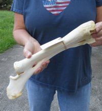 15 inch Water Buffalo radius leg bone - $18
