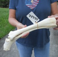 15-3/4 inch Water Buffalo radius leg bone - $18