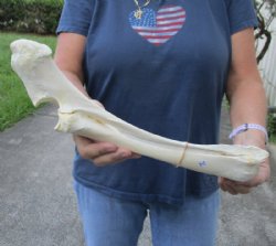 15-3/4 inch Water Buffalo radius leg bone - $18