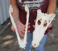 Wholesale Nile crocodile skull 13 inches long - $185.00 each;  2 pcs @ $165.00 each (Cites #263852)
