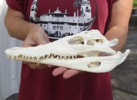 A-Grade Nile crocodile skull from Africa measuring 11 inches long and 4-3/4 inches wide (off white in color) - you are buying the Nile crocodile skull pictured for $175 (Cites #223756)