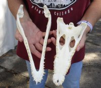 A-Grade Nile crocodile skull from Africa measuring 11 inches long and 4-3/4 inches wide (off white in color) - you are buying the Nile crocodile skull pictured for $175 (Cites #223756)