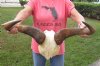 Huge African male Blue wildebeest skull plate and horns 26 inches wide - you are buying the skull plate pictured for $65