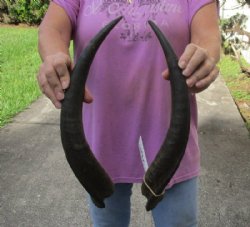 Matching pair of Kudu horns for sale measuring 17-18 inches  for $40