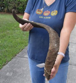 Jumbo 31 inch Goat Horn for sale - $22.00 