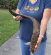 Jumbo 31 inch Goat Horn for sale - $22.00 - You will receive the horn in shown