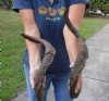 2 piece lot of Jumbo 25-26 inch Goat Horns for sale - $30.00/lot - You will receive the horns in shown