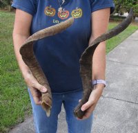 2 piece lot of Jumbo 25-26 inch Goat Horns for sale - $30.00/lot