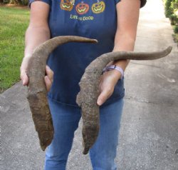 2 piece lot of Jumbo 25 and 28 inch Goat Horns for sale - $30.00/lot