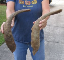 2 piece lot of Jumbo 22 inch Goat Horns for sale - $30.00/lot