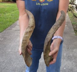 2 piece lot of Extra Large 16 to 20 inch Goat Horns for sale - $25/lot 
