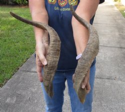 2 piece lot of Jumbo 25 inch Goat Horns for sale - $30.00/lot
