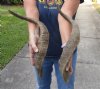 2 piece lot of Jumbo 25 inch Goat Horns for sale - $30.00/lot - You will receive the horns in shown