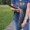 Jumbo 30 inch Goat Horn for sale - $22.00 - You will receive the horn in shown