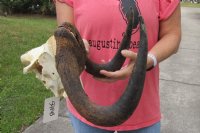 14 inch wide Female Black Wildebeest skull plate with horns for $50