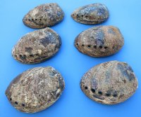 Green Abalone Shells 5 inches (3 pcs, 24 pcs)