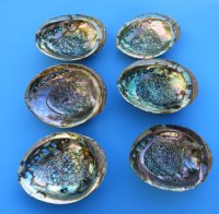 Wholesale Green Abalone shells 5 inches to 5-3/4 inches - 3 pcs @ $6.25 ea; 36 pcs @ 5.60 each
