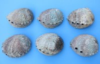 5 inch Pink Abalone Shells (3 pcs, 12 pcs)