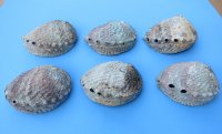 5 inch Pink Abalone Shells (3 pcs, 12 pcs)