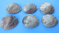 Wholesale Pink Abalone Shells, Haliotis Corrugata,  6 inches to 6-3/4 inches - 2 @ $7.00 each; 12 @ $6.30 each