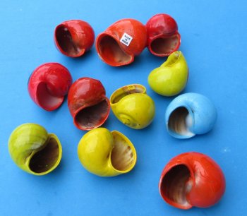 1-1/4" to 2" Dyed Pila Globosa shells with assorted designs - 50 pcs @ $.50 each; 200 pcs @ $.45 each