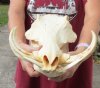 13 inch long African Warthog Skull for sale with 8 inch Ivory tusks - You are buying this one for $150